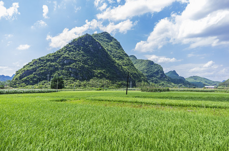 Green nature landscape with Paddy rice field.の写真素材