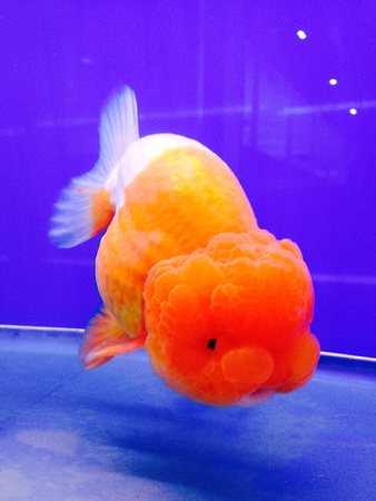Gold fish in a glass tankの素材