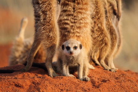 Meerkat Pup and adultsの写真素材