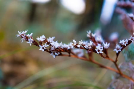 a branch with small white flowers on a colored background with soft focusの写真素材