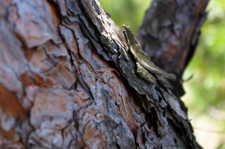 the trunk of a pine branch and bark closeupの写真素材