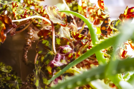 Aloe Vera and Plant colorful Leaves Closeupの写真素材