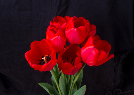 bouquet of red tulips on a black backgroundの写真素材