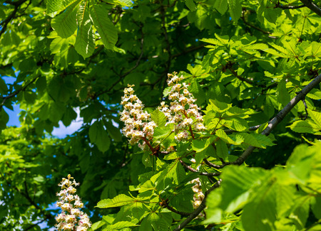 Flowering branches of chestnut (Castanea sativa) tree, and bright blue skyの写真素材