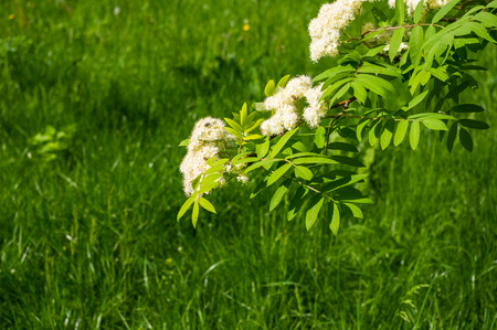 City Park spring - flowering viburnum (Viburnum opulus), blurred backgroundの写真素材