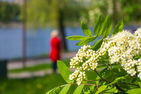 City Park spring - flowering viburnum (Viburnum opulus), river, blurred background