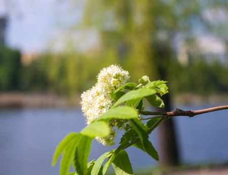 City Park spring - flowering viburnum (Viburnum opulus), river, blurred backgroundの写真素材