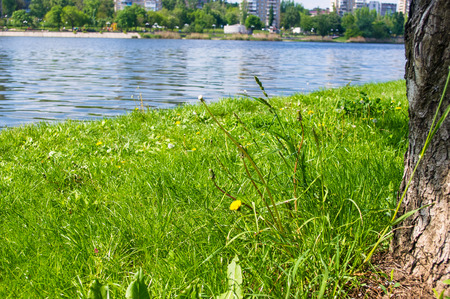 city Park spring - blooming dandelions, green grass, river, blurred backgroundの写真素材