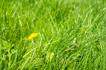 closeup In the meadow green grass and dandelions yellow flowers. Spring bright sunny day. The...