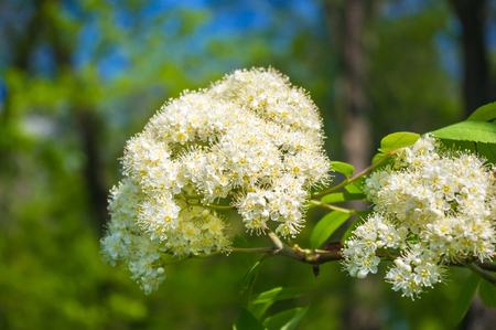 City Park spring - flowering viburnum (Viburnum opulus), blurred backgroundの写真素材