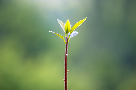 Macro of little sprout avocado Persea gratissima on the windowの写真素材