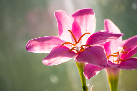 decorative pink flower rain lily Zephyranthes grandiflora on blurred background closeupの写真素材