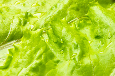 still life - green lettuce on wooden Boardの写真素材