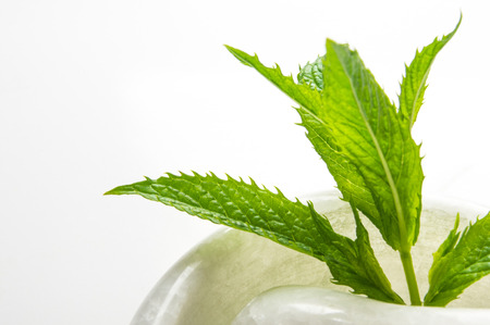 Fresh spearmint herb Mentha in the marble mortar with a pestle, on a white backgroundの写真素材