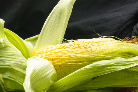 Fresh corn on cobs on black background, closeup