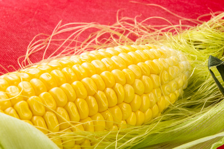 Fresh corn on cobs on red background, closeup
