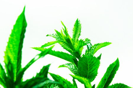 Fresh spearmint herb Mentha on a white backgroundの写真素材