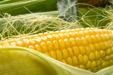 Fresh corn on cobs on black background, closeupの写真素材