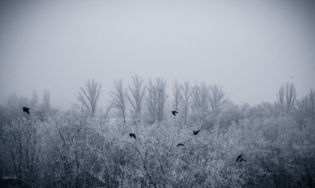 winter morning landscape - flying flock of birds above the trees in frost, tinted fotoの写真素材