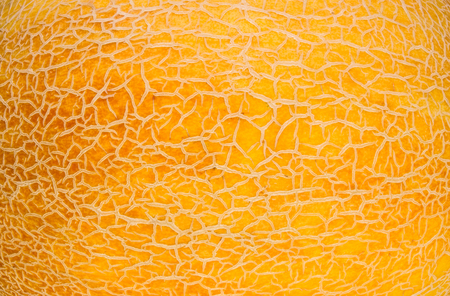 texture of the peel ripe juicy melonの写真素材