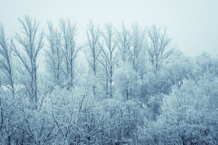 winter morning landscape - the trees in frost, tinted fotoの写真素材