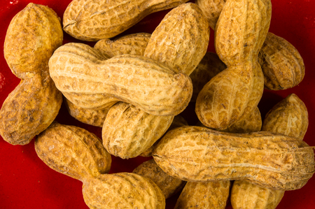 Peanuts, Arachis hypogaea, in shell on dark background, close up, selective focus