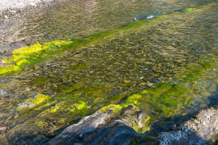 rocky sea shore with with seaweed, transparent waves with foam, on a warm summer day