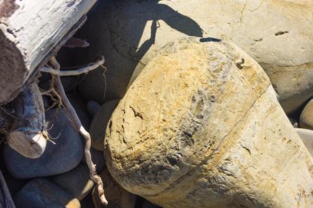driftwood, washed up by the sea on a pebble beach on a warm summer dayの写真素材