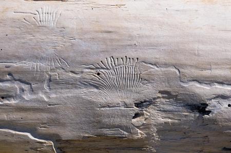driftwood, washed up by the sea with beautiful lines from the beetles woodworm on a pebble beach on a warm summer dayの写真素材