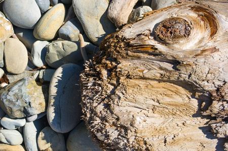 driftwood, washed up by the sea on a pebble beach on a warm summer day