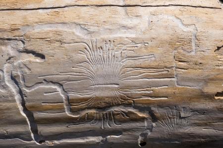 driftwood, washed up by the sea with beautiful lines from the beetles woodworm on a pebble beach on...