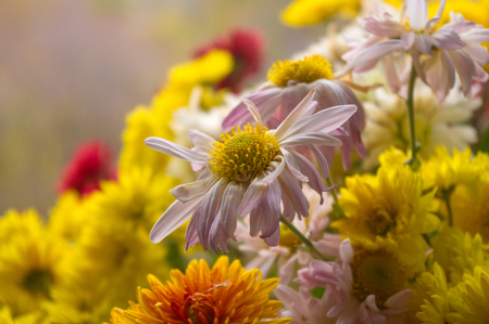 bouquet of colorful autumn flowers on a black backgroundの写真素材
