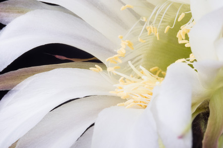 Cactus flowers echinopsis tubiflora, selective soft focus, black backgroundの写真素材