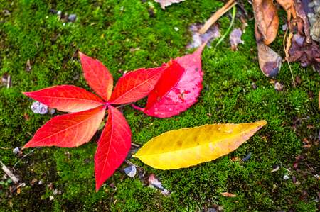 red autumn leaf and yellow leaves on green moss, close up