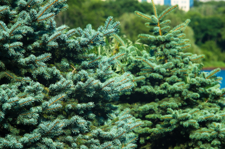 Green fluffy fir tree brunch, Christmas wallpaper concept.の写真素材