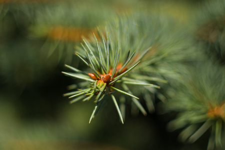 Green fluffy fir tree brunch close up, Christmas wallpaper concept.
