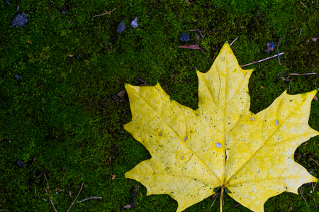 autumn yellow maple leaf on green moss, close upの写真素材