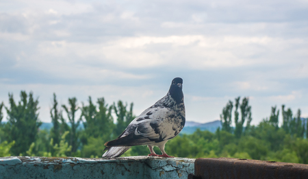 dove on the background of the urban landscape in Sunny summer dayの写真素材