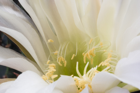Cactus flowers echinopsis tubiflora, selective soft focus, black backgroundの写真素材