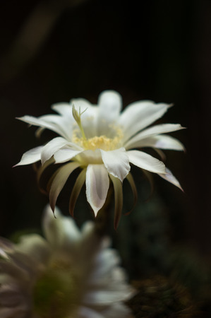 Cactus flowers echinopsis tubiflora, selective focus, black backgroundの写真素材