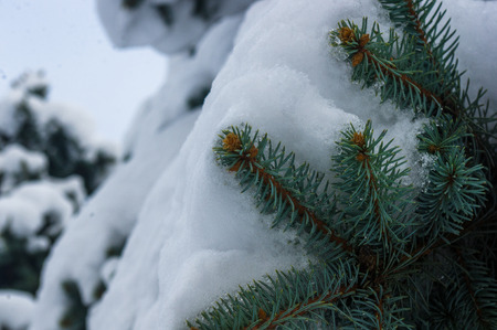 Green fluffy fir tree branch in the snow, Christmas wallpaper concept.の写真素材