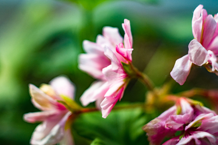 Lovely pink and white Pelargonium Geranium flowersの写真素材