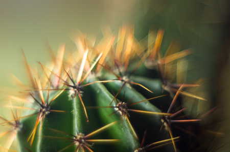 Cactus echinopsis tubiflora, selective soft focus, black backgroundの写真素材