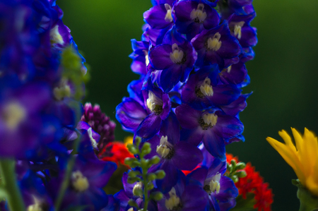 a bouquet of bright spring flowers of various typesの写真素材