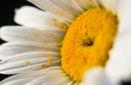 Blooming camomile, selective focusの写真素材
