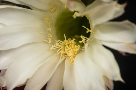 Cactus echinopsis tubifloraの写真素材