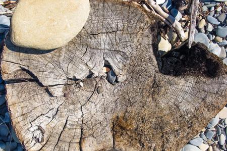 driftwood, washed up by the sea on a pebble beach on a warm summer dayの写真素材