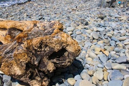 driftwood, washed up by the sea on a pebble beach on a warm summer dayの写真素材