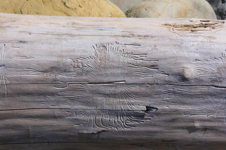driftwood, washed up by the sea with beautiful lines from the beetles woodworm on a pebble beach on a warm summer dayの写真素材