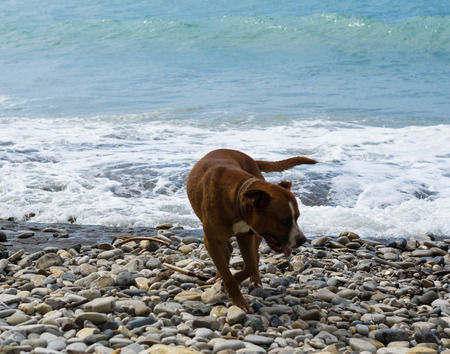 pedigreed dog playing in the sea waves on a pebble beachの写真素材